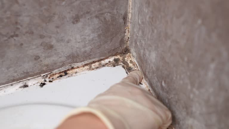 Best Industrial Mold Remediation  in Winner, SD